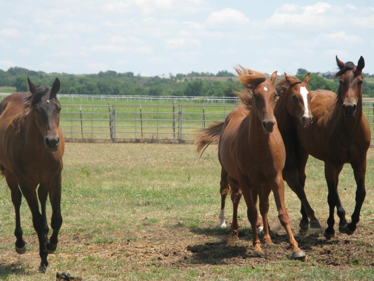 Agriturismo Monsereno Horses Imbersago Экстерьер фото